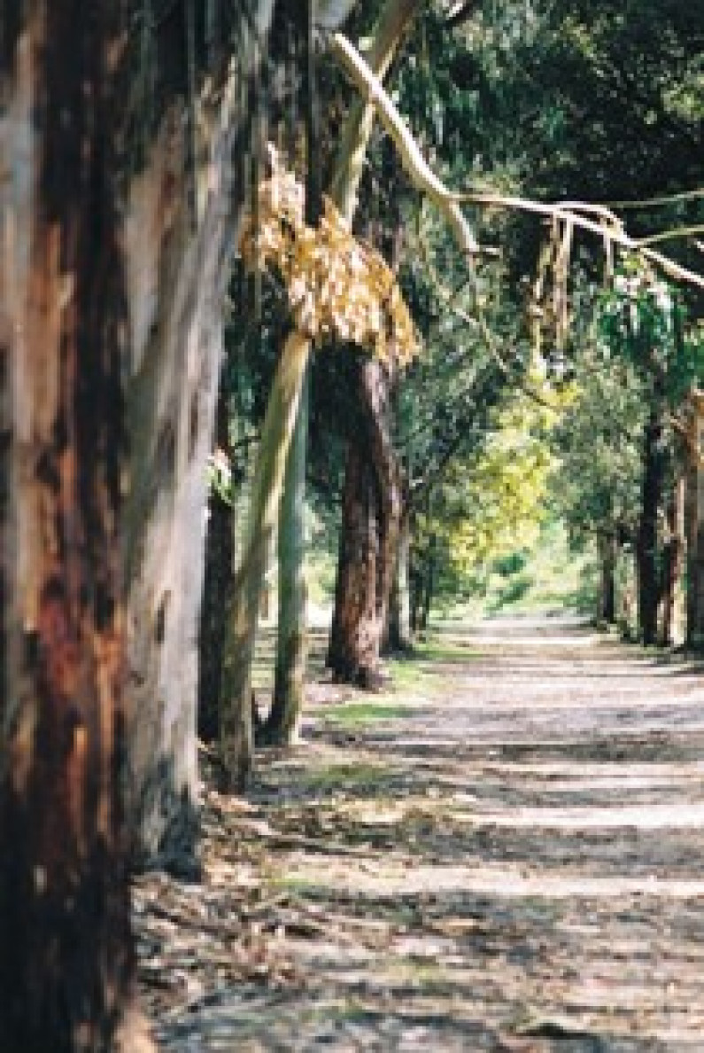 DIA MUNDIAL DA ÁRVORE E DA FLORESTA DIA MUNDIAL DA ÁRVORE E DA FLORESTA