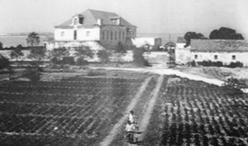 Em 1852 o Barreiro produzia o vinho mais procurado no mercado. O “bastardo do Barreiro” Em 1852 o Barreiro produzia o vinho mais procurado no mercado. O “bastardo do Barreiro”