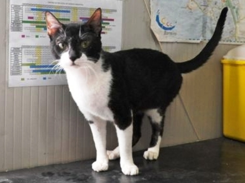 “1ª Campanha de Informação e Divulgação do CRAE / GSSV” “1ª Campanha de Informação e Divulgação do CRAE / GSSV”