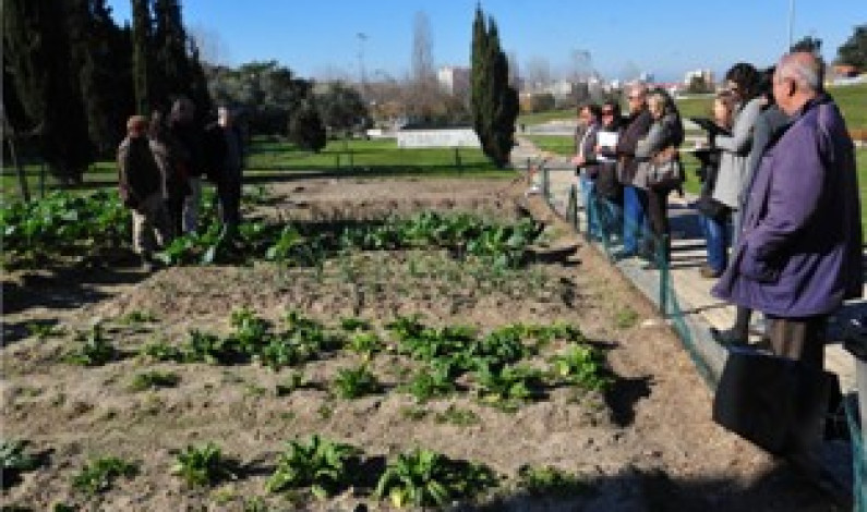 Qualidade dos produtos biológicos da Horta Pedagógica Sénior do Barreiro provada e comprovada Qualidade dos produtos biológicos da Horta Pedagógica Sénior do Barreiro provada e comprovada