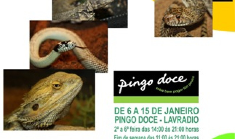 Exposição de Répteis da no Pingo Doce Híper, até dia 15 Janeiro Exposição de Répteis da no Pingo Doce Híper, até dia 15 Janeiro