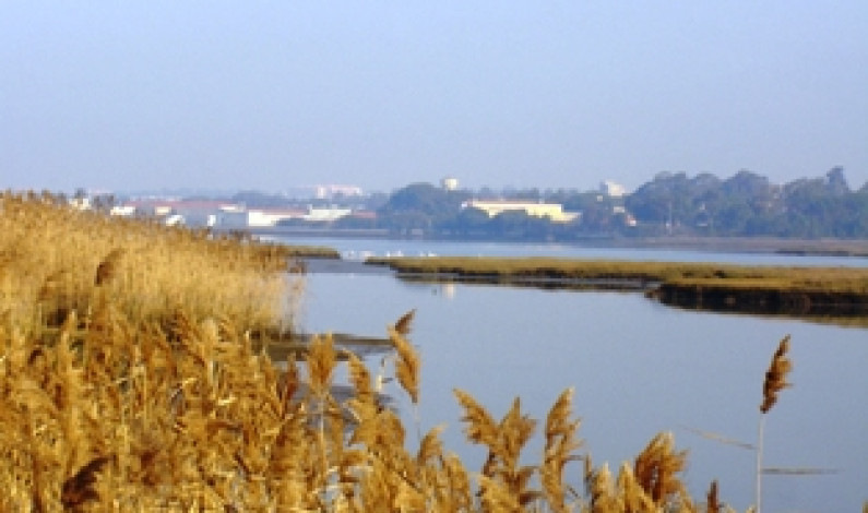 Câmara Municipal do Barreiro Aprova Criação da Reserva Natural Local  do Sapal do Rio Coina e Mata Nacional da Machada Câmara Municipal do Barreiro Aprova Criação da Reserva Natural Local  do Sapal do Rio Coina e Mata Nacional da Machada