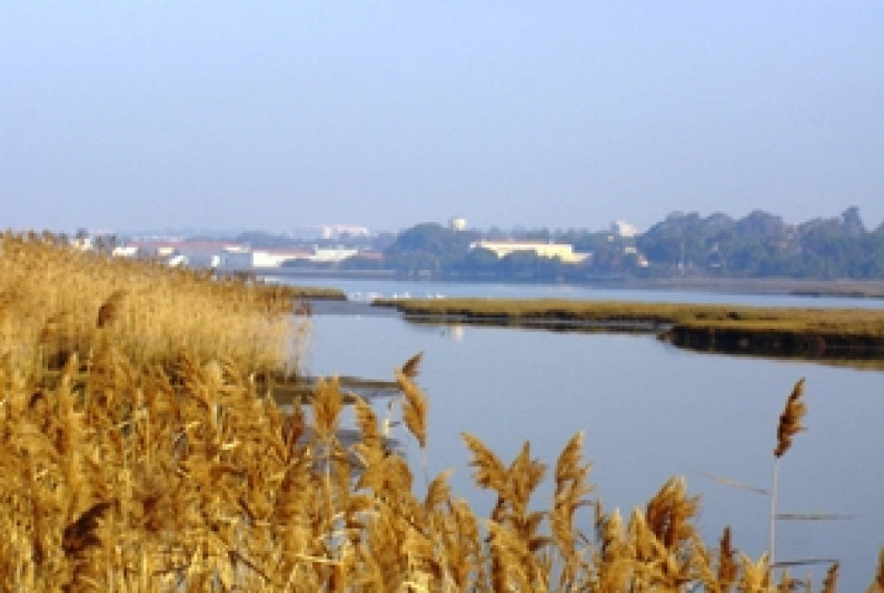 Câmara Municipal do Barreiro Aprova Criação da Reserva Natural Local  do Sapal do Rio Coina e Mata Nacional da Machada Câmara Municipal do Barreiro Aprova Criação da Reserva Natural Local  do Sapal do Rio Coina e Mata Nacional da Machada