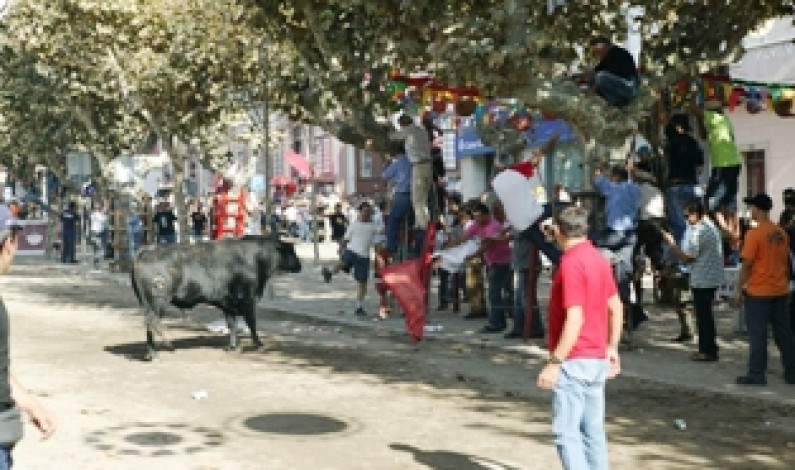 Na Moita Tradicional Feira de Maio está a chegar Na Moita Tradicional Feira de Maio está a chegar