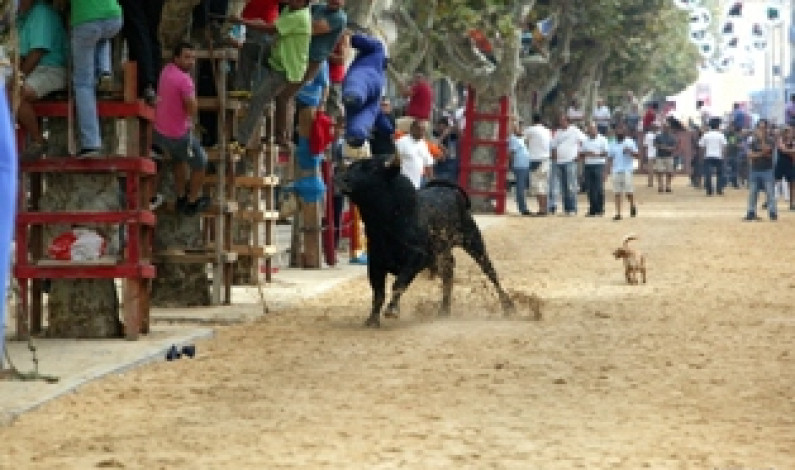 Festas da Moita estão a chegar Festas da Moita estão a chegar