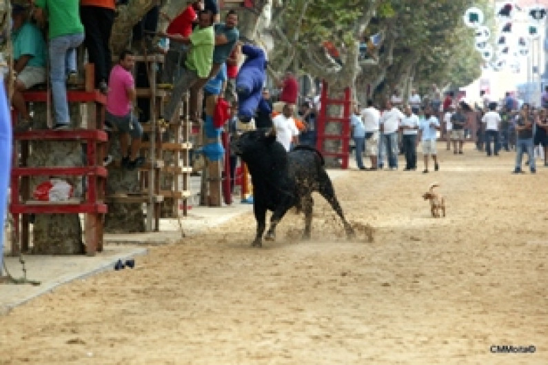 Festas da Moita estão a chegar Festas da Moita estão a chegar