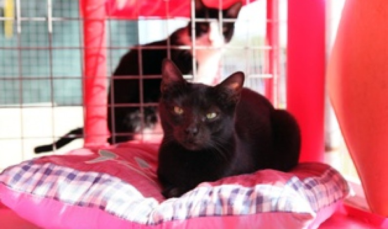 “Comédia de Improviso” para ajudar Associação dos Amigos dos Animais abandonados da Moita “Comédia de Improviso” para ajudar Associação dos Amigos dos Animais abandonados da Moita