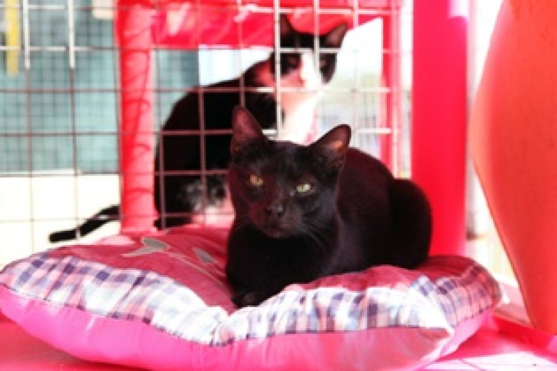 “Comédia de Improviso” para ajudar Associação dos Amigos dos Animais abandonados da Moita “Comédia de Improviso” para ajudar Associação dos Amigos dos Animais abandonados da Moita