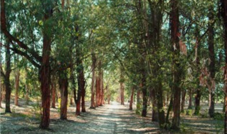 CENTRO DE EDUCAÇÃO AMBIENTAL DA MATA DA MACHADA  E SAPAL DO RIO COINA CENTRO DE EDUCAÇÃO AMBIENTAL DA MATA DA MACHADA  E SAPAL DO RIO COINA