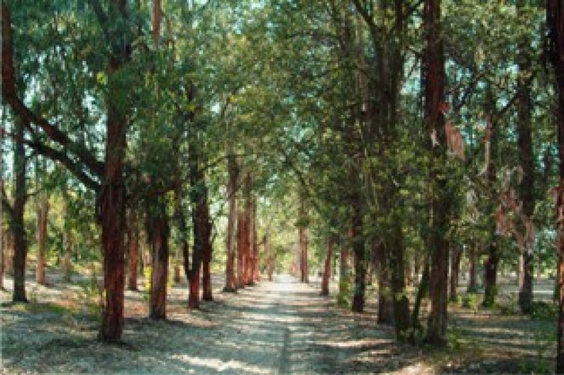CENTRO DE EDUCAÇÃO AMBIENTAL DA MATA DA MACHADA  E SAPAL DO RIO COINA CENTRO DE EDUCAÇÃO AMBIENTAL DA MATA DA MACHADA  E SAPAL DO RIO COINA