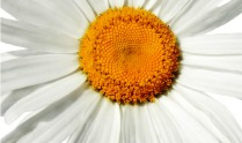 Câmara Municipal do Barreiro assinala Dia Internacional da Mulher com cultura Câmara Municipal do Barreiro assinala Dia Internacional da Mulher com cultura