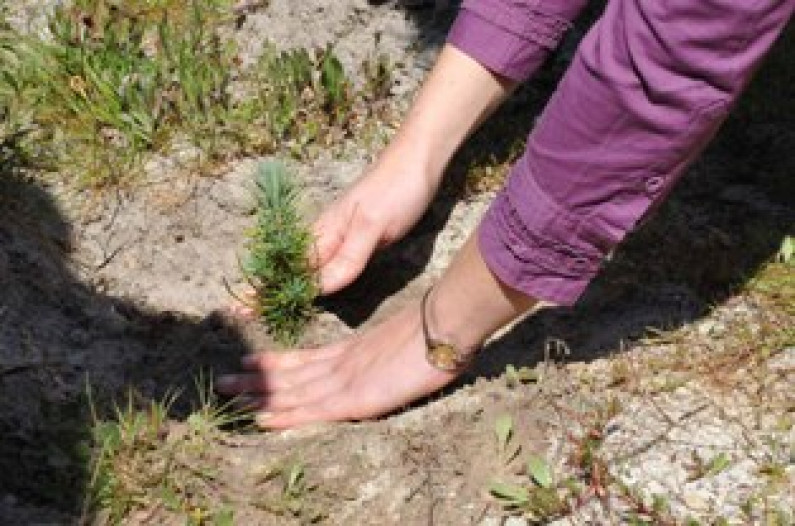 Dia Mundial da Árvore e Dia Internacional das Florestas Dia Mundial da Árvore e Dia Internacional das Florestas