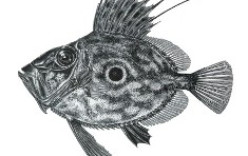 Exposição «Desenho e Ciência: Mostra de Ilustração Científica» Exposição «Desenho e Ciência: Mostra de Ilustração Científica»