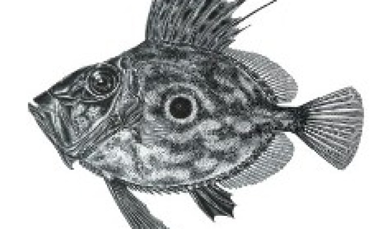 Exposição «Desenho e Ciência: Mostra de Ilustração Científica» Exposição «Desenho e Ciência: Mostra de Ilustração Científica»